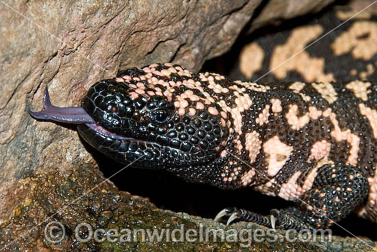 Reticulate Gila Monster (Heloderma suspectum) - with forked tongue extending from mouth. One of only two species of venomous Lizards in the world. United States of America. Vulnerable species. Photo - Gary Bell Reticulate Gila Monster (Heloderma suspectum) - with forked tongue extending from mouth. One of only two species of venomous Lizards in the world. United States of America. Vulnerable species. Photo - Gary Bell