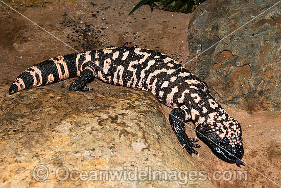 Reticulate Gila Monster Heloderma suspectum photo