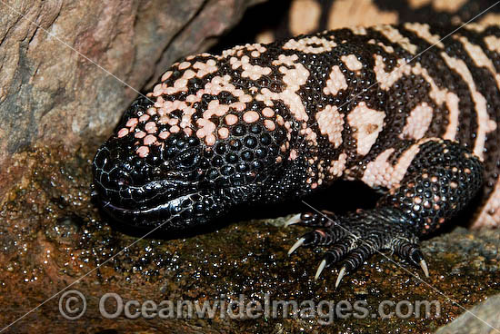 Reticulate Gila Monster (Heloderma suspectum) - drinking water from a wet rock. One of only two species of venomous Lizards in the world. United States of America. Vulnerable species. Photo - Gary Bell Reticulate Gila Monster (Heloderma suspectum) - drinking water from a wet rock. One of only two species of venomous Lizards in the world. United States of America. Vulnerable species. Photo - Gary Bell