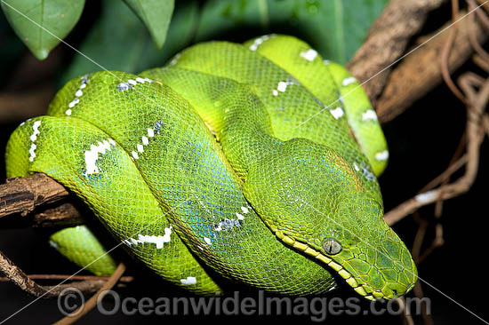 Emerald Tree Boa (Corallus caninus) - resting on tree branch.