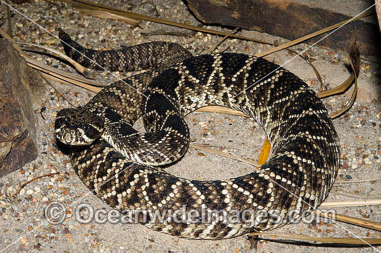 Eastern Diamondback Rattlesnake photo Eastern Diamondback Rattlesnake photo