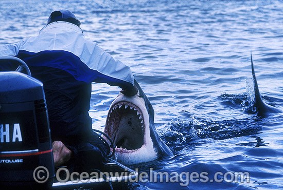 Shark wrangler fends off Great White Shark photo