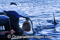 Shark wrangler fends off Great White Shark Photo - Gary Bell