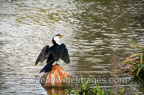 Little Pied Cormorant (Phalacrocorax melanoleucos) - drying its wings and feathers after fishing. Found around aquatic habitats throughout Australia Photo - Gary Bell Little Pied Cormorant (Phalacrocorax melanoleucos) - drying its wings and feathers after fishing. Found around aquatic habitats throughout Australia Photo - Gary Bell