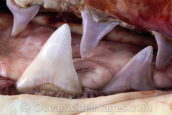 Detail of dead Great White Shark teeth photo