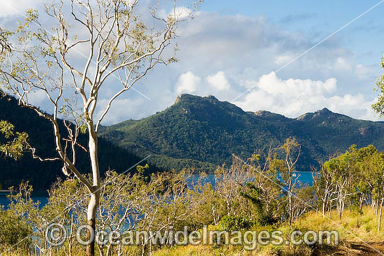 Fish coral Lord Howe Island photo