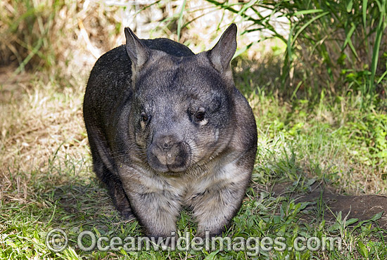 Southern Hairy-nosed Wombat photo Southern Hairy-nosed Wombat photo