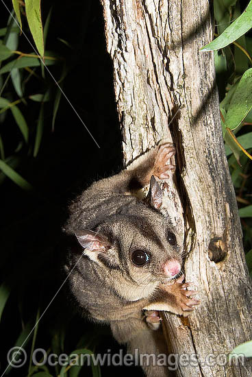 Squirrel Glider (Petaurus norfolcensis) - in a eucalypt tree. Found in a range of forest habitats in eastern Australia. Listed on IUCN Red List as Lower Risk - Near Threatened. Photo - Gary Bell