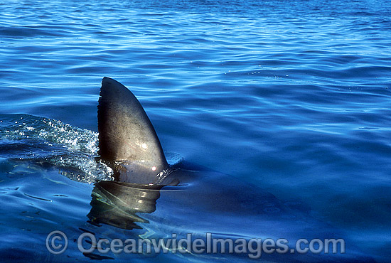 Great White Shark (Carcharodon carcharias) with dorsal fin breaking surface. Gansbaai, South Africa. Protected species Classified as Vulnerable on the IUCN Red List. Photo - Gary Bell Great White Shark (Carcharodon carcharias) with dorsal fin breaking surface. Gansbaai, South Africa. Protected species Classified as Vulnerable on the IUCN Red List. Photo - Gary Bell