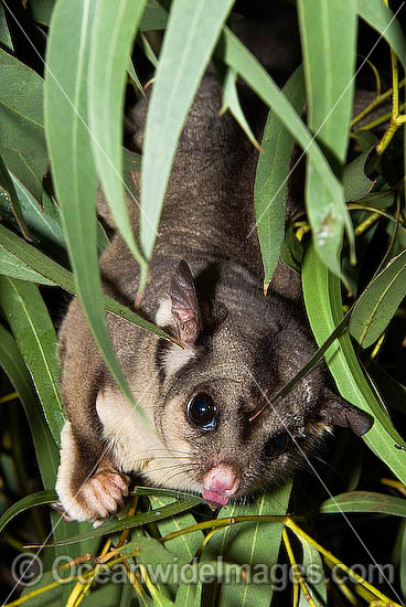 Squirrel Glider (Petaurus norfolcensis) - in a eucalypt tree. Found in a range of forest habitats in eastern Australia. Listed on IUCN Red List as Lower Risk - Near Threatened. Photo - Gary Bell Squirrel Glider (Petaurus norfolcensis) - in a eucalypt tree. Found in a range of forest habitats in eastern Australia. Listed on IUCN Red List as Lower Risk - Near Threatened. Photo - Gary Bell