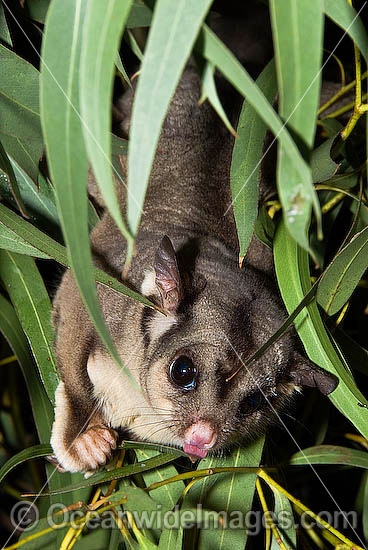 Squirrel Glider Petaurus norfolcensis photo