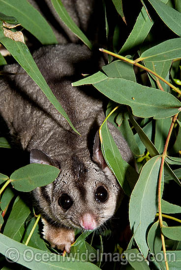 Squirrel Glider Petaurus norfolcensis photo Squirrel Glider Petaurus norfolcensis photo