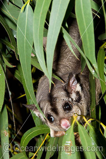 Squirrel Glider (Petaurus norfolcensis) - in a eucalypt tree. Found in a range of forest habitats in eastern Australia. Listed on IUCN Red List as Lower Risk/Near Threatened. Photo - Gary Bell