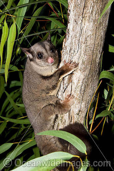 Squirrel Glider (Petaurus norfolcensis) - in a eucalypt tree. Found in a range of forest habitats in eastern Australia. Listed on IUCN Red List as Lower Risk/Near Threatened. Photo - Gary Bell Squirrel Glider (Petaurus norfolcensis) - in a eucalypt tree. Found in a range of forest habitats in eastern Australia. Listed on IUCN Red List as Lower Risk/Near Threatened. Photo - Gary Bell
