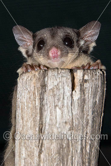 Squirrel Glider (Petaurus norfolcensis). Found in a range of forest habitats in eastern Australia. Listed on IUCN Red List as Lower Risk/Near Threatened. Photo - Gary Bell