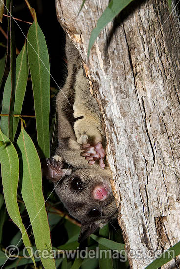 Squirrel Glider Petaurus norfolcensis photo Squirrel Glider Petaurus norfolcensis photo