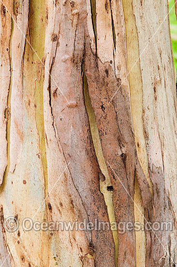 Detail of bark naturally (seasonally) shedding from a Eucalypt tree. Phillip Island, Victoria, Australia Photo - Gary Bell