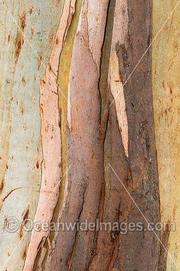 Detail of bark naturally (seasonally) shedding from a Eucalypt tree. Phillip Island, Victoria, Australia Photo - Gary Bell