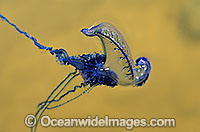 Man-of-war Jellyfish Physalia physalis Photo - Gary Bell