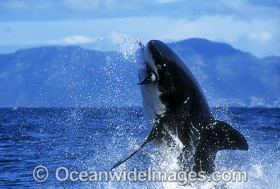 Great White Shark breaching photo