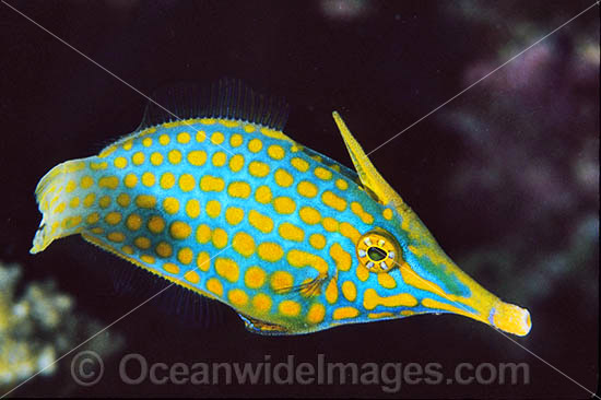 Long-nose Filefish Oxymonacanthus longirostris photo Long-nose Filefish Oxymonacanthus longirostris photo