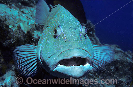 Coral Trout Plectropomus leopardus photo