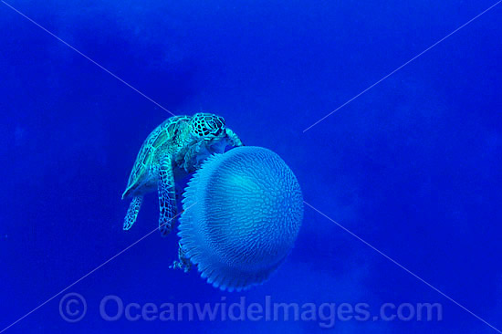 Green Sea Turtle feeding on Jellyfish photo