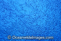 Ocean surface rain droplets Photo - Bob Halstead