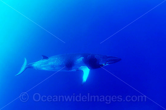 Minke Whale (Balaenoptera acutorostrata). Great Barrier Reef, Queensland, Australia. Also known as Dwarf Minke Whale and thought to form yet-to-be named sub-species of common Minke whale Photo - Bob Halstead