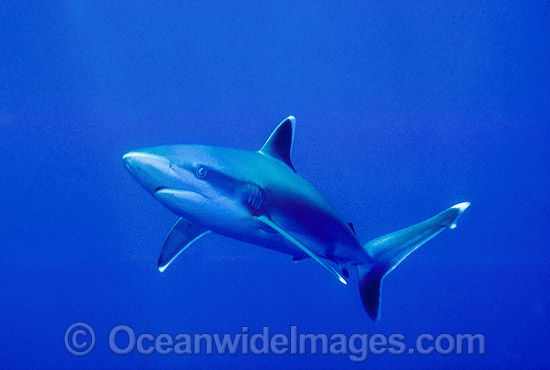 Silvertip Shark Carcharhinus albimarginatus photo