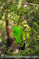 Eclectus Parrot Eclectus roratus Photo - Gary Bell