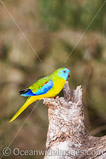 Turquoise Parrot Neophema pulchella photo