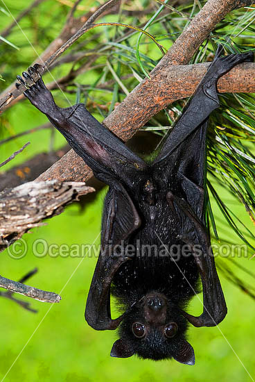 Black Flying-fox (Pteropus alecto) - juvenile. Also known as Fruit Bat, Fury Wing-foot and Megabat. Found throughout coastal tropical Australia, also from Sulawesi to New Guinea. Vulnerable Species. Photo - Gary Bell