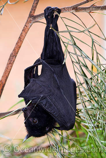 Black Flying-fox Pteropus alecto photo