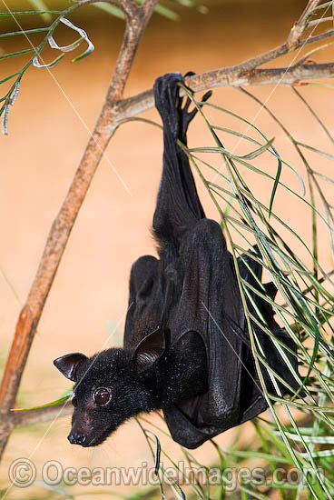 Black Flying-fox (Pteropus alecto) - juvenile. Also known as Fruit Bat, Fury Wing-foot and Megabat. Found throughout coastal tropical Australia, also from Sulawesi to New Guinea. Vulnerable Species. Photo - Gary Bell Black Flying-fox (Pteropus alecto) - juvenile. Also known as Fruit Bat, Fury Wing-foot and Megabat. Found throughout coastal tropical Australia, also from Sulawesi to New Guinea. Vulnerable Species. Photo - Gary Bell