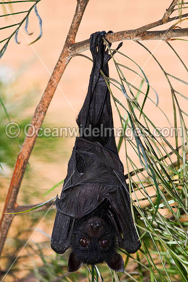 Black Flying-fox (Pteropus alecto) - juvenile. Also known as Fruit Bat, Fury Wing-foot and Megabat. Found throughout coastal tropical Australia, also from Sulawesi to New Guinea. Vulnerable Species. Photo - Gary Bell Black Flying-fox (Pteropus alecto) - juvenile. Also known as Fruit Bat, Fury Wing-foot and Megabat. Found throughout coastal tropical Australia, also from Sulawesi to New Guinea. Vulnerable Species. Photo - Gary Bell
