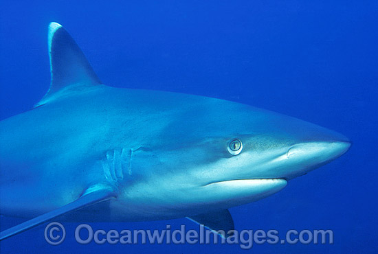 Silvertip Shark photo