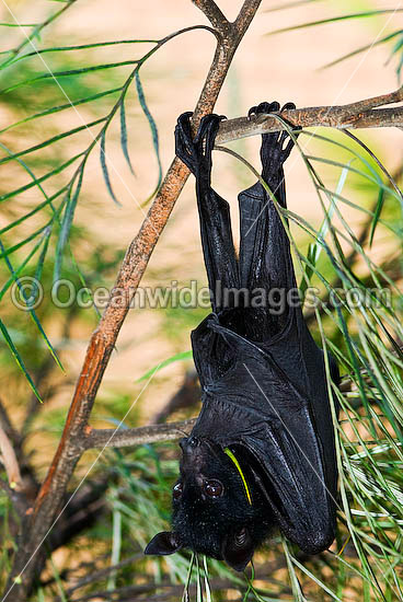 Black Flying-fox (Pteropus alecto) - juvenile. Also known as Fruit Bat, Fury Wing-foot and Megabat. Found throughout coastal tropical Australia, also from Sulawesi to New Guinea. Vulnerable Species. Photo - Gary Bell