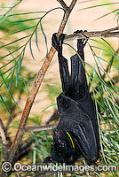 Black Flying-fox Pteropus alecto Photo - Gary Bell