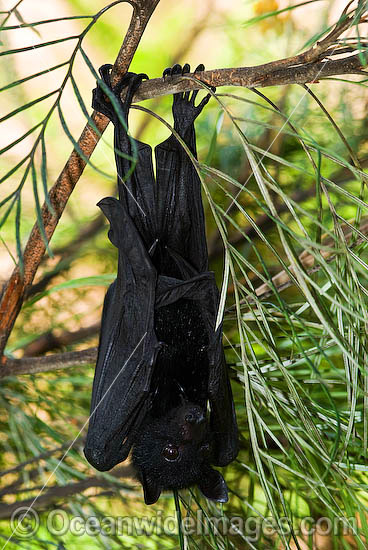 Black Flying-fox (Pteropus alecto) - juvenile. Also known as Fruit Bat, Fury Wing-foot and Megabat. Found throughout coastal tropical Australia, also from Sulawesi to New Guinea. Vulnerable Species. Photo - Gary Bell Black Flying-fox (Pteropus alecto) - juvenile. Also known as Fruit Bat, Fury Wing-foot and Megabat. Found throughout coastal tropical Australia, also from Sulawesi to New Guinea. Vulnerable Species. Photo - Gary Bell