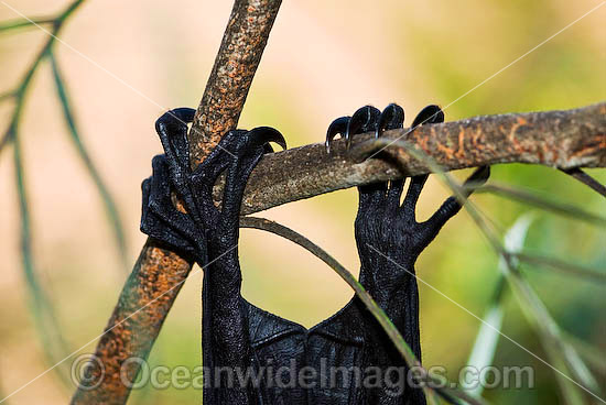 Black Flying-fox photo Black Flying-fox photo