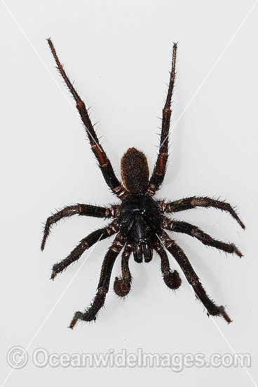 39 Trap Door Spider Stock Photos, High-Res Pictures, and Images