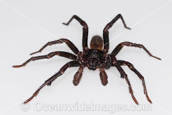 Trapdoor Spider (Misgolas sp.) - male in defence striking pose. Trapdoor Spiders are often mistaken for Funnel-web Spiders as they look very similar, however, unlike Funnel-web Spiders, Trapdoor Spider are not dangerous. Coffs Harbour, NSW, Australia Photo - Gary Bell Trapdoor Spider (Misgolas sp.) - male in defence striking pose. Trapdoor Spiders are often mistaken for Funnel-web Spiders as they look very similar, however, unlike Funnel-web Spiders, Trapdoor Spider are not dangerous. Coffs Harbour, NSW, Australia Photo - Gary Bell