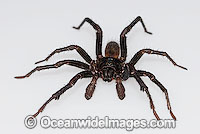 Trapdoor Spider Misgolas sp. Photo - Gary Bell