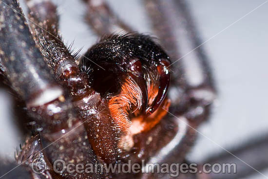 Trapdoor Spider (Misgolas sp.) - male in defence striking pose. Trapdoor Spiders are often mistaken for Funnel-web Spiders as they look very similar, however, unlike Funnel-web Spiders, Trapdoor Spider are not dangerous. Coffs Harbour, NSW, Australia Photo - Gary Bell Trapdoor Spider (Misgolas sp.) - male in defence striking pose. Trapdoor Spiders are often mistaken for Funnel-web Spiders as they look very similar, however, unlike Funnel-web Spiders, Trapdoor Spider are not dangerous. Coffs Harbour, NSW, Australia Photo - Gary Bell