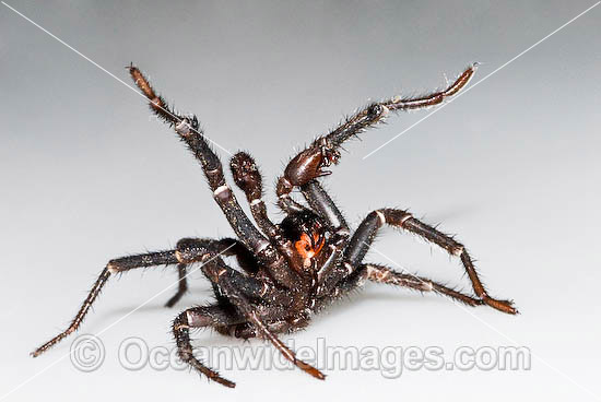 Trapdoor Spider Misgolas sp. photo