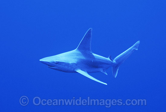 Sandbar Shark (Carcharhinus plumbeus). Also known as Thickskin Shark. Found in Tropical and Warm Temperate Seas of the world. Photo - Gary Bell