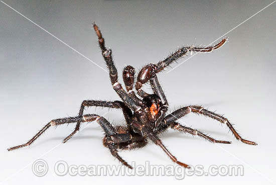 Trapdoor Spider male in strike pose photo