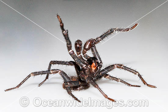 australian funnel web