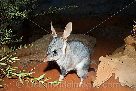 Greater Bilby (Macrotis lagotis). The Bilby formerly occurred over 70% of mainland Australia but now classified Vulnerable on the IUCN Red List. Rare and Endangered species. Photo - Gary Bell Greater Bilby (Macrotis lagotis). The Bilby formerly occurred over 70% of mainland Australia but now classified Vulnerable on the IUCN Red List. Rare and Endangered species. Photo - Gary Bell